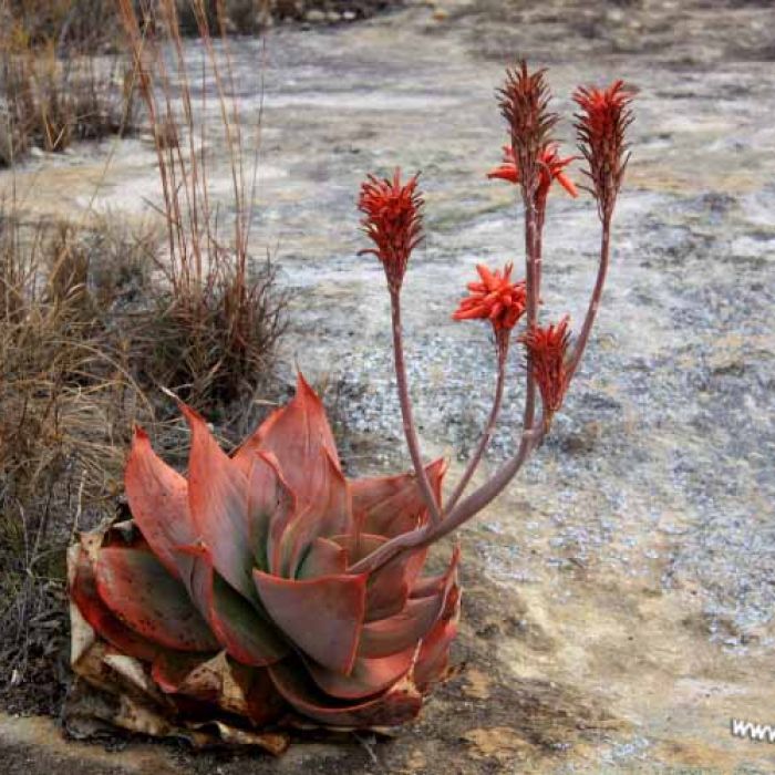 Madagascar_parco_Isalo_aloe_fiorita